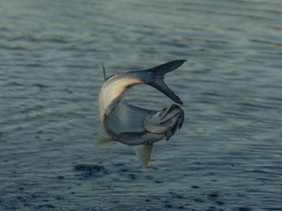 Everglades - Blast & Cast