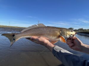 Jacksonville, FL – 1 Day Low Tide Saltwater Fishing