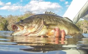 FL – Lake Harris Fresh Water Bass Fishing